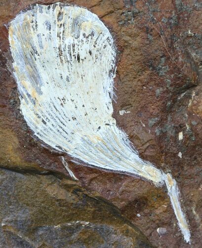 Fossil Ginkgo Leaf From North Dakota - Paleocene #59002